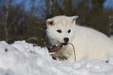 SIBERIAN HUSKY 732